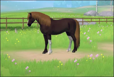 De quelle race est ce cheval ?