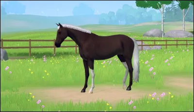 De quelle race est ce cheval ?