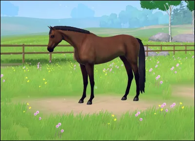 De quelle race est ce cheval ?