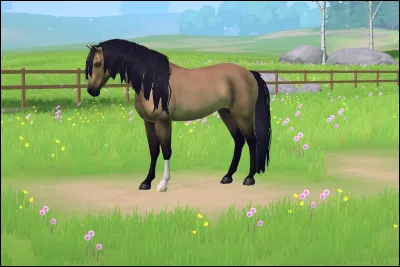 De quelle race est ce cheval ?