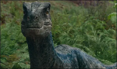 Blue est la seule raptor survivante à la fin de Jurassic World (2015) .