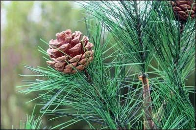 Aimes-tu les pins ?