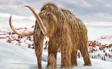 Quiz Animaux