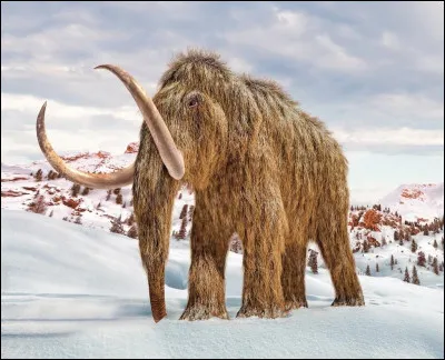 Pachyderme ayant vécu dans l'hémisphère nord, éteint vers 2000 av. J.-C. : Qu'est-ce ?