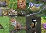 Quiz La faune et la flore