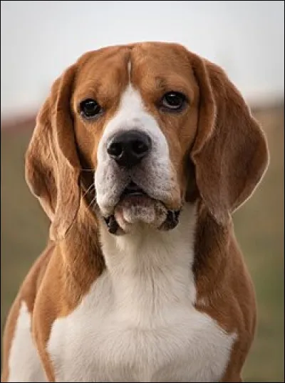 On a pu y voir Noël au balcon.