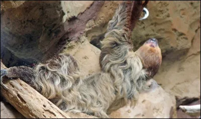 Reste un nom de bon thé.