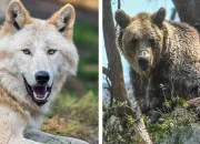 Quiz Loup ou ours ?