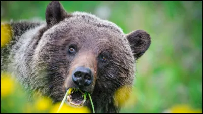 Je peux être roux, brun, et gris.