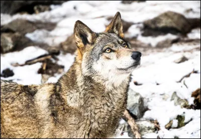 J'apparais dans plusieurs contes.