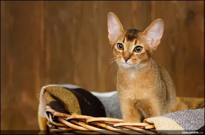 Et enfin, quel sport préfères-tu ? (1)