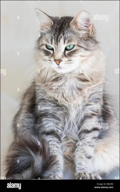 Pour commencer, si tu pouvais choisir, dans quel clan voudrais-tu être ? (2)