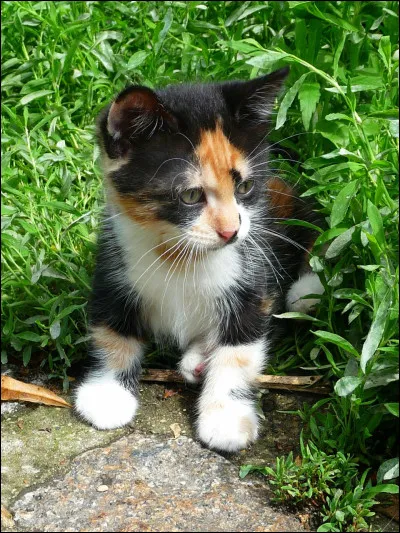 Si tu étais un chat, tu penses que tu préfèrerais quel gibier ? (2)