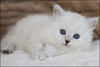 Où préfèrerais-tu vivre en tant que chat ? (1)