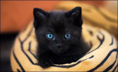 Tu es plutôt... (1)