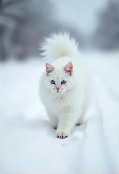 Tu es plutôt... (2)