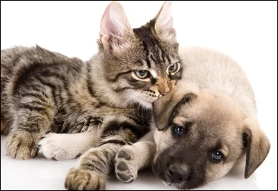 Quel nom préfères-tu ? (1)