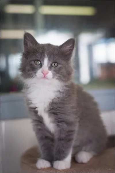 Et pour finir, quelle image de chat préfères-tu ? (1)