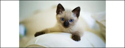 Et pour finir, quelle image de chat préfères-tu ? (2)