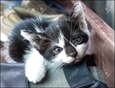 Et pour finir, quelle image de chat préfères-tu ? (3)