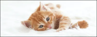 Et tu préfères les poils...