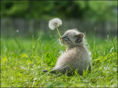 Tes pelages préférés sont ceux qui sont...