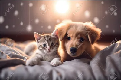 Comment sont leurs pelages ? (2)