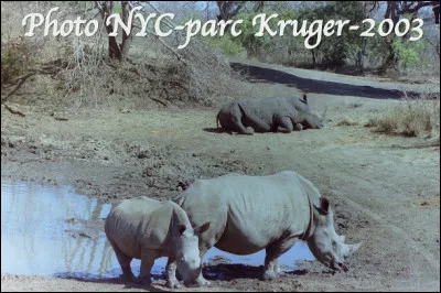 Dans quel État est situé le parc Kruger, une réserve animalière qui couve 20 000 Km2 ?