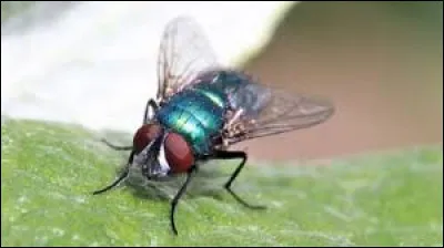 Quelle est la couleur caractéristique de la mouche à merde ?