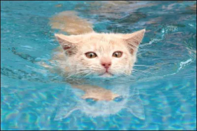 Guérisseuse du Clan de la Rivière quand Petite Tempête est né : Qui est-ce ?
