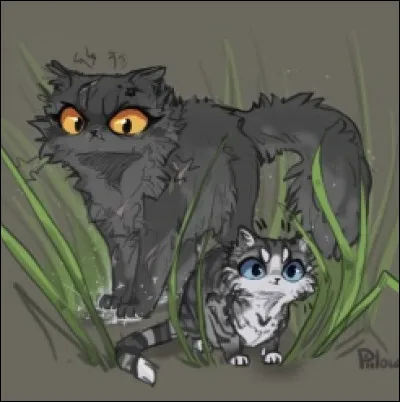 Guérisseur du Clan de lOmbre, mentor dune vieille guérisseuse : Qui est-ce ?