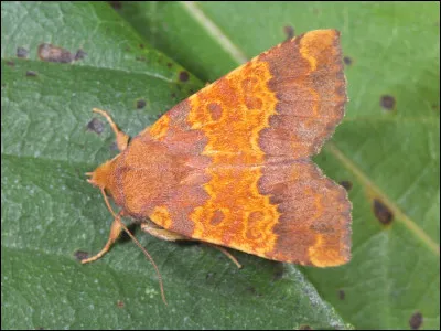 La xanthie est un papillon nocturne.