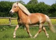 Quiz Quiz sur les chevaux et poneys