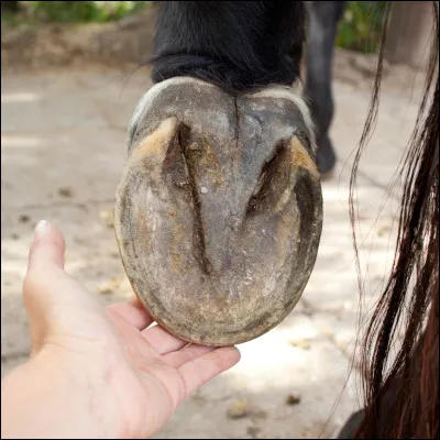 Comment appelle-t-on la marque sous le sabot de cheval ?