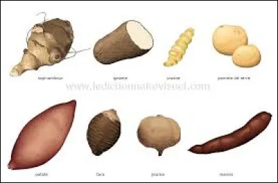 De quel tubercule la Bintje est-elle une variété ?