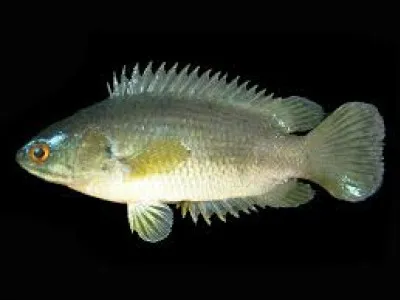 Quelle est la particularité de la perche grimpeuse ?