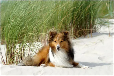 De quelle race est ce chien ?