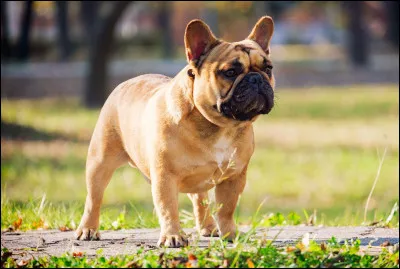 De quelle race est ce chien ?