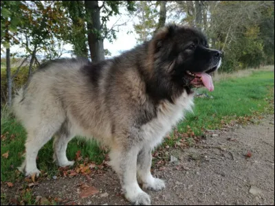 De quelle race est ce chien ?