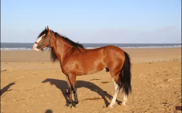 Quiz Chevaux