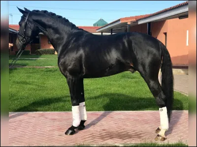 Quelle est cette race ?