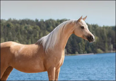 Quelle est cette race ?