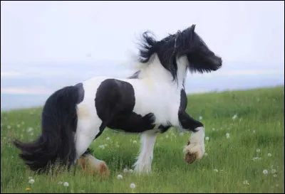 Quelle est cette race ?