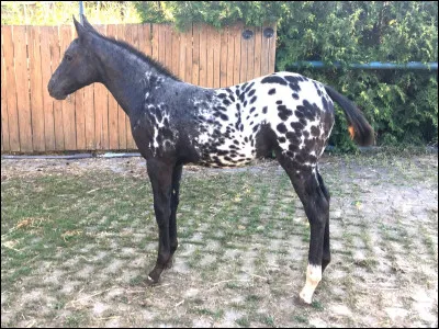 Quelle est cette race ?