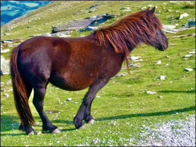 Quelle est cette race ?