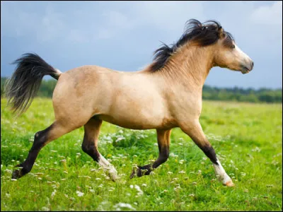 Quelle est cette race ?