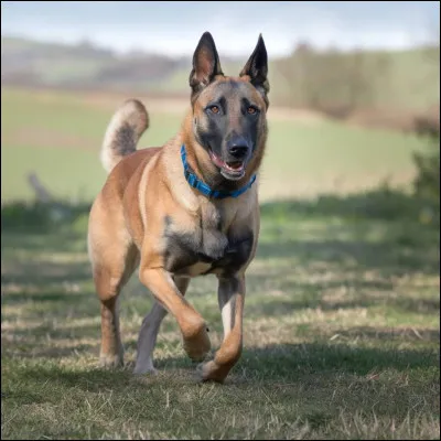 Je suis un chien très intelligent, je peux faire peur, mais j'adore les grattouilles.
Je suis un chien que la police utilise grâce à mon flair.