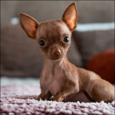 Je suis un tout petit chien affectueux et dévoué, je suis très protecteur envers mes maîtres.