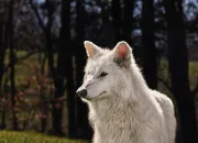 Quiz Loup : portrait !