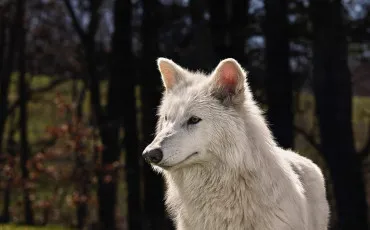 Quiz Loups